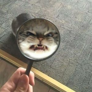 Meet your Posher, Nizhoni